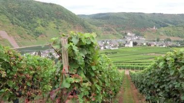 boyunca Moselle Nehri üzüm bağları sürüş. Arka plan köyde Rhineland-Palatinate'deki / daki Beilstein. (Almanya)