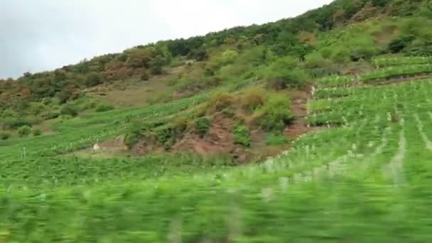 Vezetés mentén a szőlőültetvények Melinda régióban: Moselle-folyó (a Rajna-vidék-Pfalz, Németország) — Stock videók