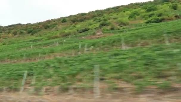 モーゼル川 (ラインラント = プファルツ州、ドイツの Calmont 地方のぶどう畑に沿って運転) — ストック動画