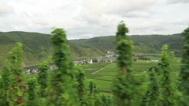 Vezetés szőlőültetvények a Moselle-folyó mentén. Háttér falu Beilstein Rheinland-Pfalz. (Németország) — Stock videók