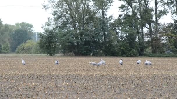 Pole s jeřábem ptáků během podzimní migrace na kukuřičné pole odpočívá. deštivé počasí. — Stock video