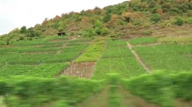üzüm bağları, Moselle Nehri Rhineland-Palatinate'deki / daki tepelerinde boyunca sürüş. (Almanya).
