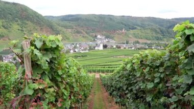 boyunca Moselle Nehri üzüm bağları sürüş. Arka plan köyde Rhineland-Palatinate'deki / daki Beilstein. (Almanya)