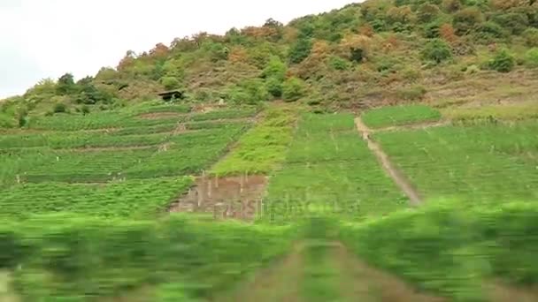 Vezetés a szőlőültetvények a hills, Rajna-vidék-Pfalz Moselle-folyó mentén. (Németország). — Stock videók