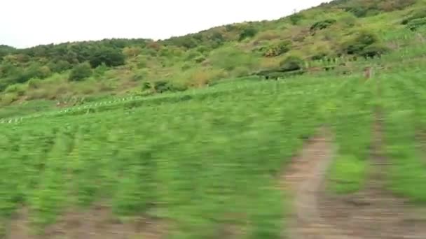 ラインラント = プファルツ州モーゼル川の丘にブドウ畑に沿って運転。(ドイツ). — ストック動画