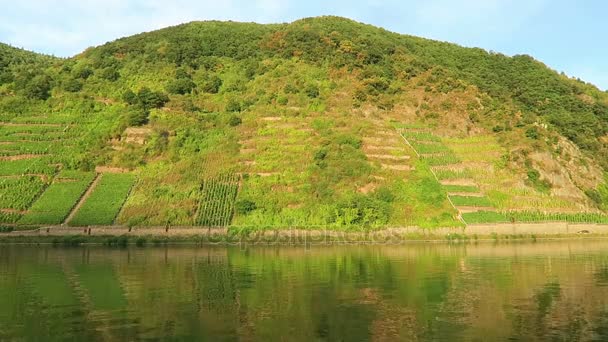 Kör längs vingårdar på kullarna i floden Mosel i Rheinland-Pfalz. (Tyskland). — Stockvideo