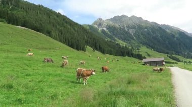 Çayır, ahır ve akışı, vadi yatay Zillertal. Tirol (Avusturya Schoenachtal Vadisi'nde yer alan).