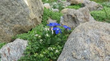 Grossglockner dağ bölgesinde Avrupa Alpleri'nde centiyana bitkiler. Avusturya.