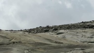Grossglockner dağ alan Avusturya, taşlar arasında arayan Alp dağ keçisi (Steinbock) gıda