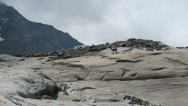 Alpine ibex (Steinbock) food seeking between the stones at Grossglockner mountain area in Austria — Stock Video
