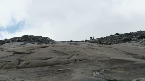 Ibex alpino (Steinbock) comida que busca entre las piedras en la zona montañosa de Grossglockner en Austria — Vídeo de stock