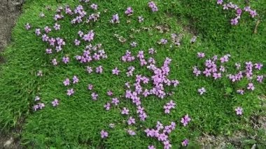 Alp çiçek moss campion (Silene acaulis)