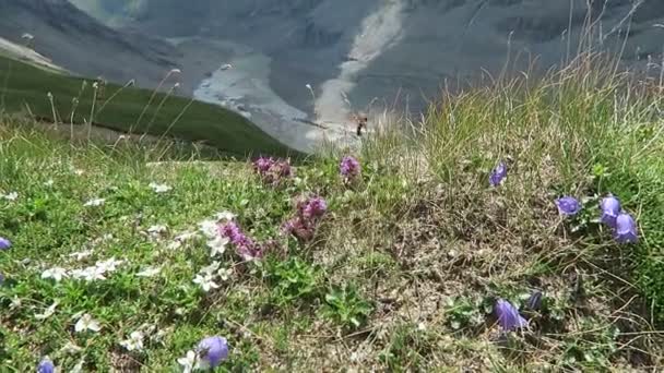 Zygaenidae polillas en plantas alpinas en la zona montañosa de Grossglockner en los Alpes Europeos — Vídeo de stock