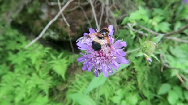 Pelucidní moucha na poli scabious květ. Evropské Alpy. — Stock video