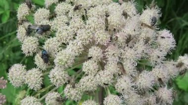 çok vahşi angelica tesisi (Angelica sylvestris böceklerin).