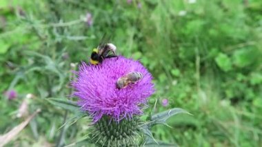 böcekler gibi arı ve hoverfly ile mor thistle.