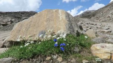 Grossglockner dağ bölgesinde Avrupa Alpleri'nde centiyana bitkiler. Avusturya.