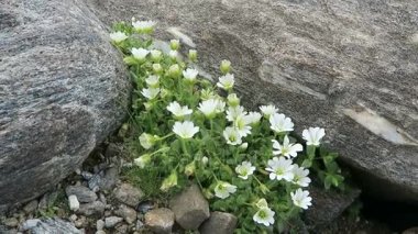 Grossglockner dağ alan Saxifraga muscoides çiçek. Avusturya.