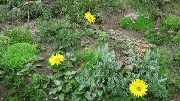 Цветки шиповника (Silene acaulis) и травянистого цветка арники. Лоськов в горной местности . — стоковое видео