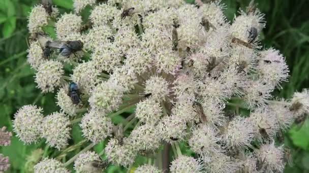 Много насекомых на диком растении ангелика (Angelica sylvestris) ). — стоковое видео