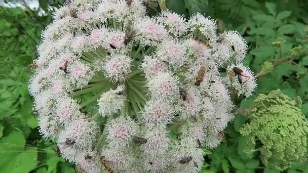 Много насекомых на диком растении ангелика (Angelica sylvestris) ). — стоковое видео
