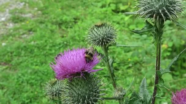 Purple thistle with insects like bee and hoverfly. — Stock Video
