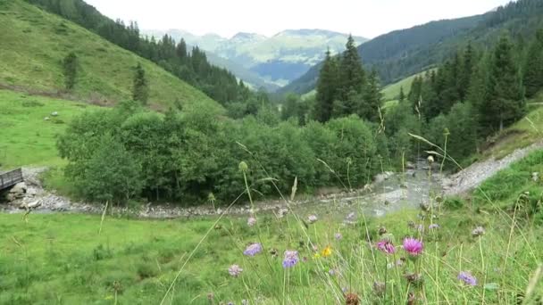 초원, 헛간 및 스트림 질러 탈 계곡 풍경. 롤 (오스트리아에서에서 Schoenachtal 골짜기에 위치한). — 비디오
