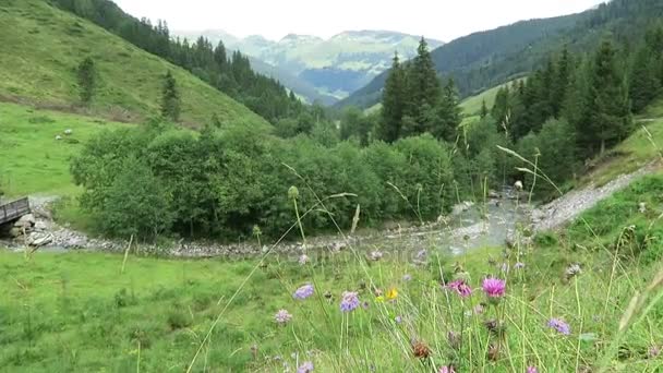 Paisaje del valle de Zillertal con prado, granero y arroyo. Situado en el valle de Schoenachtal en Tirol (Austria) ). — Vídeos de Stock