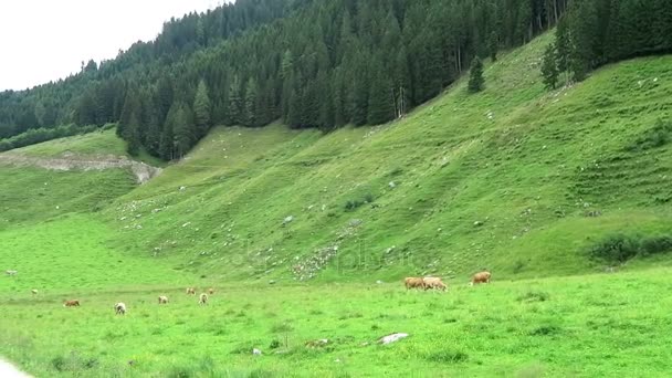 Paysage de la vallée de Zillertal avec prairie, grange et ruisseau. Situé dans la vallée de Schoenachtal au Tyrol (Autriche) ). — Video