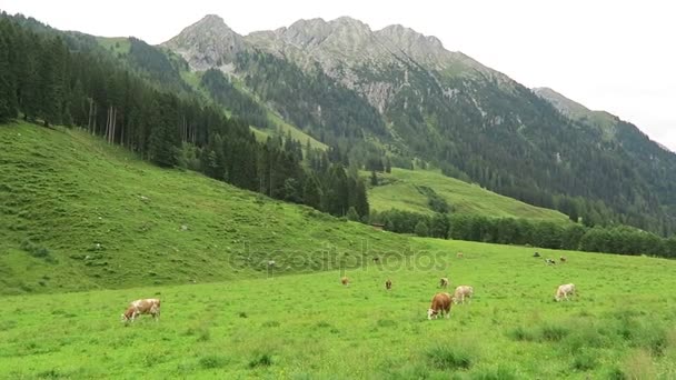 Hiker promenader längs dalen Schoenachtal i Zillertal-dalen i Österrike / Tirol — Stockvideo