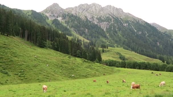 Paisaje del valle de Zillertal con prado, granero y arroyo. Situado en el valle de Schoenachtal en Tirol (Austria) ). — Vídeos de Stock