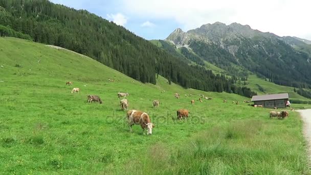 Paysage de la vallée de Zillertal avec prairie, grange et ruisseau. Situé dans la vallée de Schoenachtal au Tyrol (Autriche) ). — Video