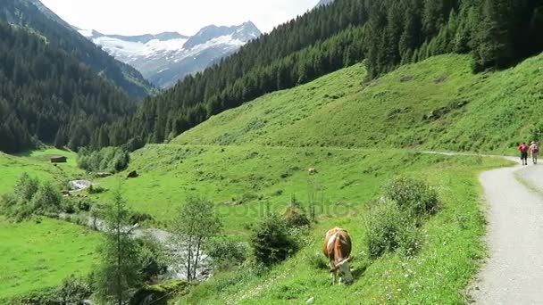 Senderista caminando por el valle de Schoenachtal en el valle de Zillertal en Austria / Tirol — Vídeo de stock