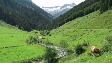 Çayır, ahır ve akışı, vadi yatay Zillertal. Tirol (Avusturya Schoenachtal Vadisi'nde yer alan).