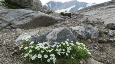 Grossglockner dağ alan Saxifraga muscoides çiçek. Avusturya.
