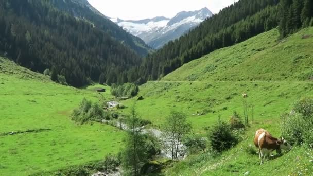 Zillertallandschaft mit Wiese, Scheune und Bach. Schönachtal in Tirol (Österreich)). — Stockvideo