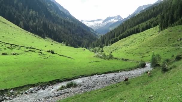 Paisagem do vale de Zillertal com prado, celeiro e riacho. Localizado no vale Schoenachtal no Tirol (Áustria ). — Vídeo de Stock