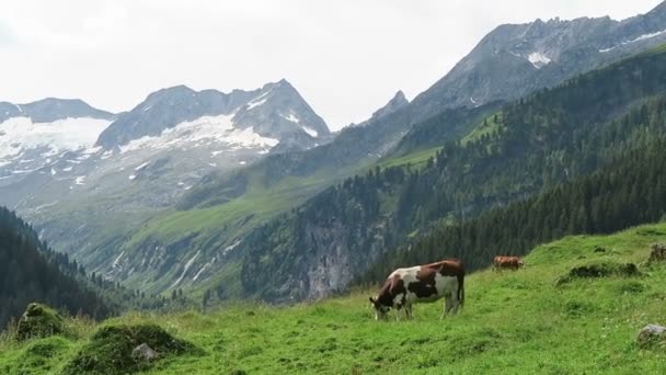 Çayır, ahır ve akışı, vadi yatay Zillertal. Tirol (Avusturya Schoenachtal Vadisi'nde yer alan). — Stok video