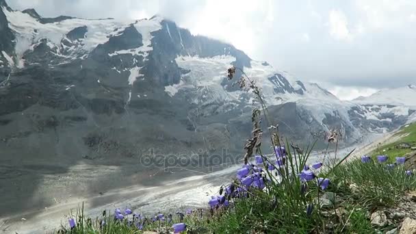 Bellflower en frente de Grossglocker montaña en los Alpes europeos, Austria . — Vídeo de stock