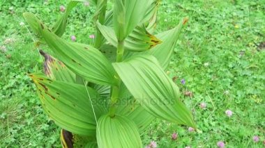 Veratrum albüm. olarak da bilinen yanlış helleborine, beyaz Karaca ot, Avrupa beyaz Karaca ot veya beyaz veratrum olarak bilinen