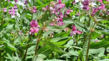 Grup Himalaya Balsam (Impatiens Tagetes) çiçeği.