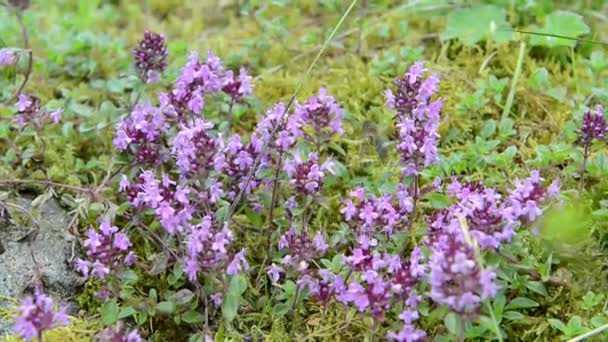 Honigbiene auf wildem Thymian in den europäischen Alpen. lila Blütenköpfe. — Stockvideo