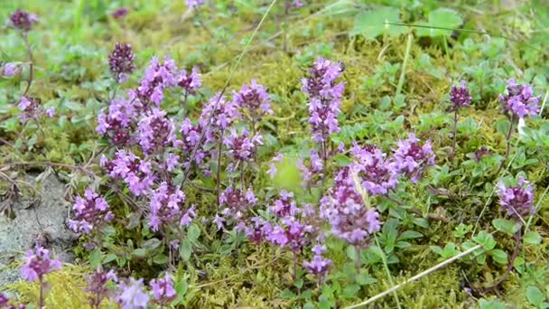 Abelha mel em um tomilho selvagem em alpes europeus. cabeças de flores roxas . — Vídeo de Stock