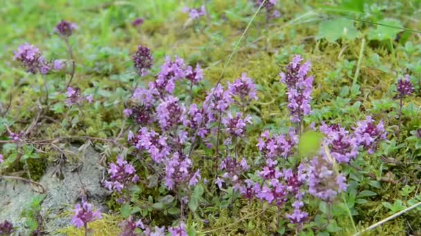 Honigbiene auf wildem Thymian in den europäischen Alpen. lila Blütenköpfe. — Stockvideo