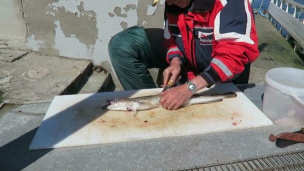 HITRA, Sr-Trndelag / NORUEGA 11 de julio de 2016: hombre fileteado común ling, miembro de una familia de peces parecidos al bacalao . — Vídeo de stock