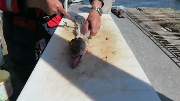 HITRA, Sr-Trndelag / NORUEGA 11 de julho de 2016: filetagem masculina de maruca comum, membro de uma família de peixes parecidos com bacalhau . — Vídeo de Stock