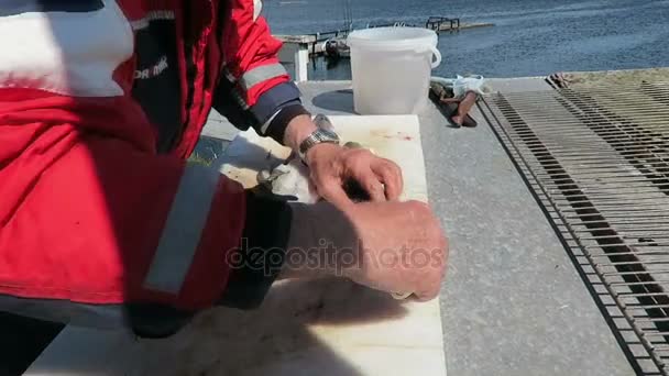 HITRA,Sr-Trndelag/ NORWAY July 11 2016: man filleting common ling, member of a family of cod-like fishes. — Stock Video
