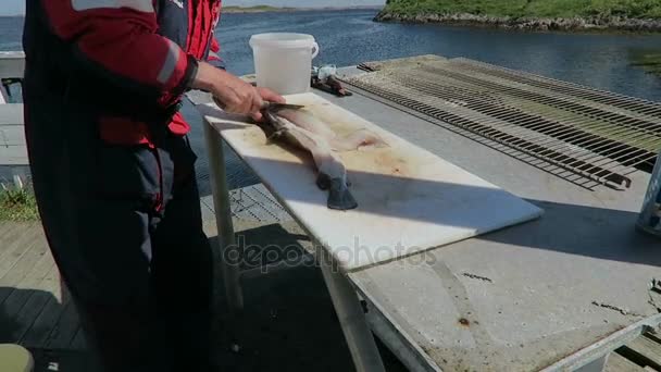 HITRA, Sr-Trndelag / NORUEGA 11 de julho de 2016: filetagem masculina de maruca comum, membro de uma família de peixes parecidos com bacalhau . — Vídeo de Stock