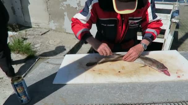 HITRA, Sr-Trndelag / NORUEGA 11 de julho de 2016: filetagem masculina de maruca comum, membro de uma família de peixes parecidos com bacalhau . — Vídeo de Stock
