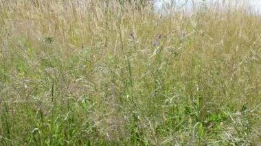 Havel River (Brandenburg Almanya rüzgarda çimen).